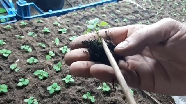 ЛОБЕЛИЮ ВЫРАЩИВАЮ ТОЛЬКО ТАК, ШИКАРНЫЙ ЦВЕТОК ДЛЯ АЛЬПИЙСКИХ ГОРОК смотреть онлайн