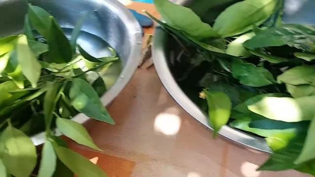 Как прививать апельсины и мандарины дома смотреть онлайн