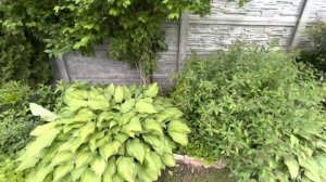 Мой сад июнь 2 часть . Цветение пионов . Пионы в саду