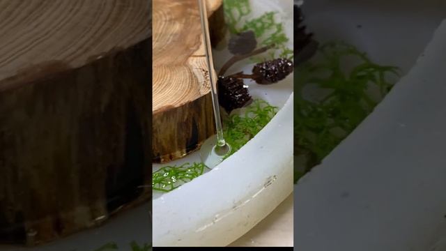 Изготовление подстаканников со спилом можжевельника - сплошное удовольствие! А запах потрясающий! смотреть онлайн