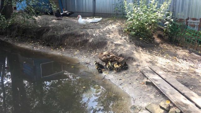 Мускусные утки в дикой природе смотреть онлайн