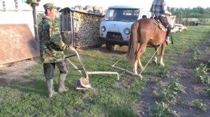 Окучиваем картофель ? лошадью, с помощью сохи.