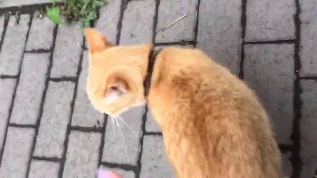 очень ласковый рыжий кот