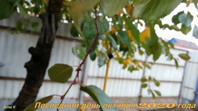 Прощай октябрь. Последний день октября 2020 год. смотреть онлайн
