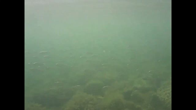 Подводный Утриш - это еще одна маленькая планета :) #серияутриш #серияnaturerelax смотреть онлайн