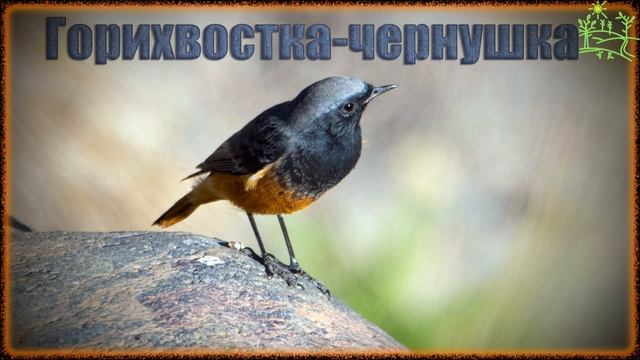 Голоса птиц Как поёт Горихвостка чернушка (Phoenicurus ochruros).mp4 смотреть онлайн