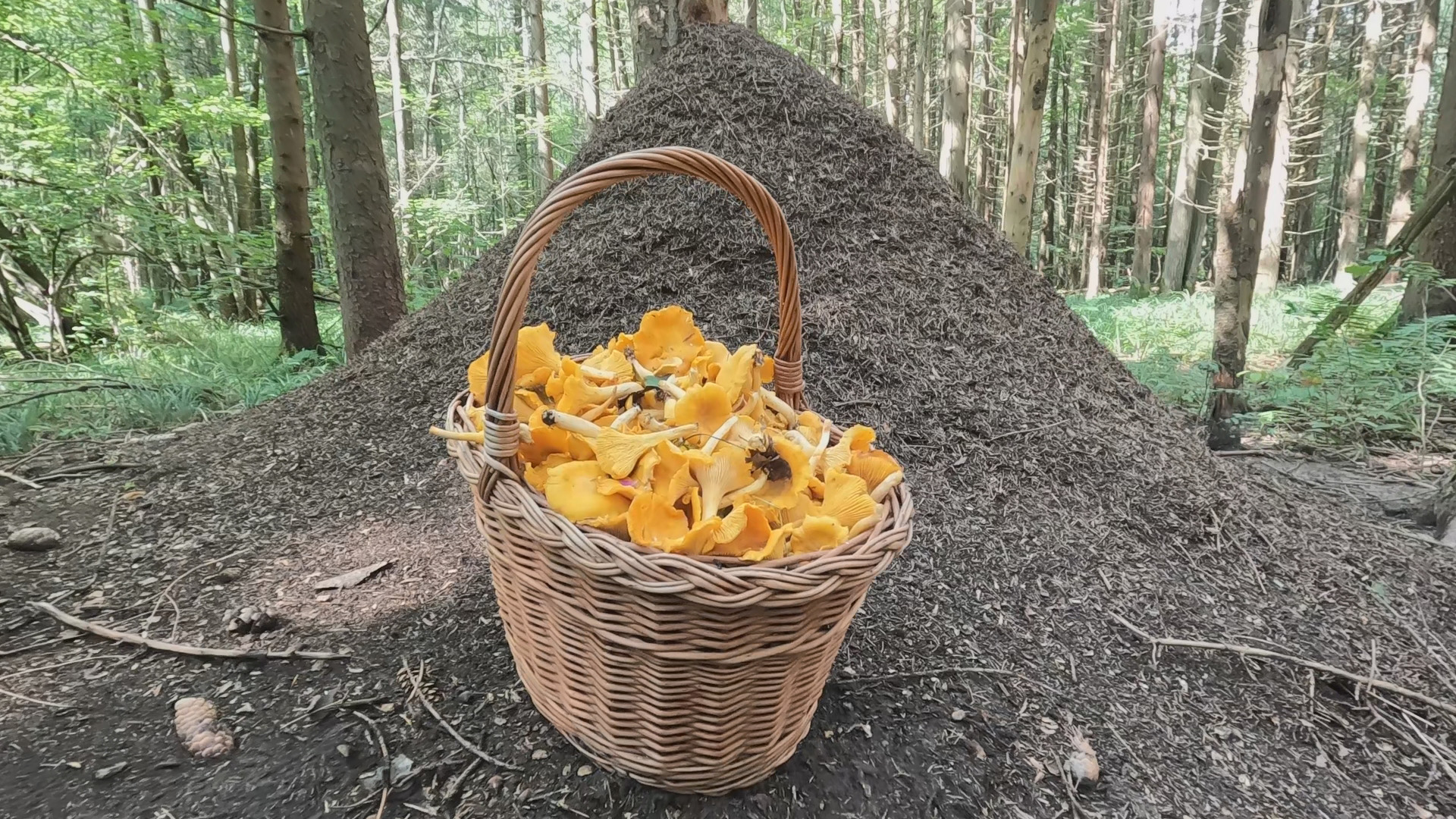 ❗ГРИБНИК ЗАБЛУДИЛСЯ в ЛЕСУ и ГРИБЫ ПОПЁРЛИ!?ГРИБОВ ТАК МНОГО, ЧТО НЕ СМОГ ВСЁ СОБРАТЬ! ?Грибы 2023 смотреть онлайн