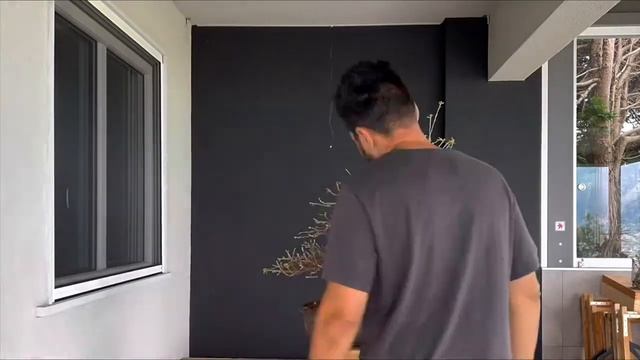 Bonsai Quercus Suber Restyling??