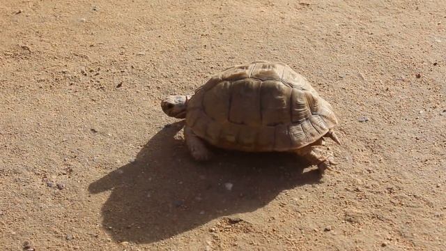 Черепахи бегут.)) смотреть онлайн