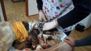 Роды Кетти ( французский бульдог)