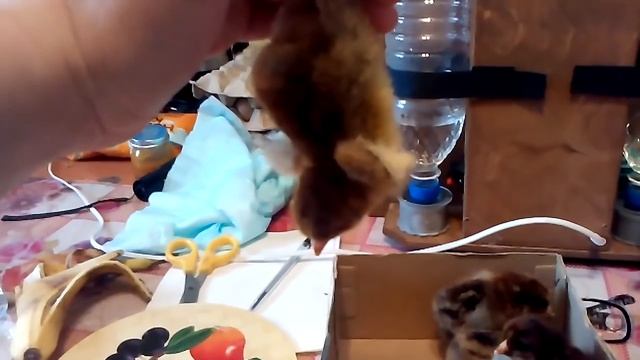 Отличие петушка от курочки в суточном возрасте. смотреть онлайн