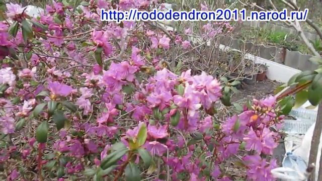 30 04 19г Начало цветения рододендрона сихотинского смотреть онлайн