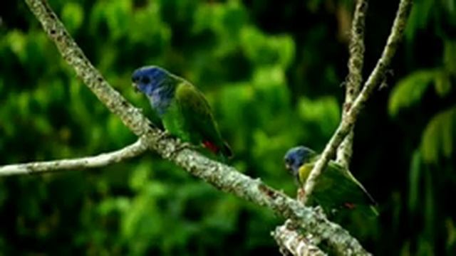 Звуки природы. Пение птиц. Красивая, нежная музыка для души. Релакс. Антистресс.