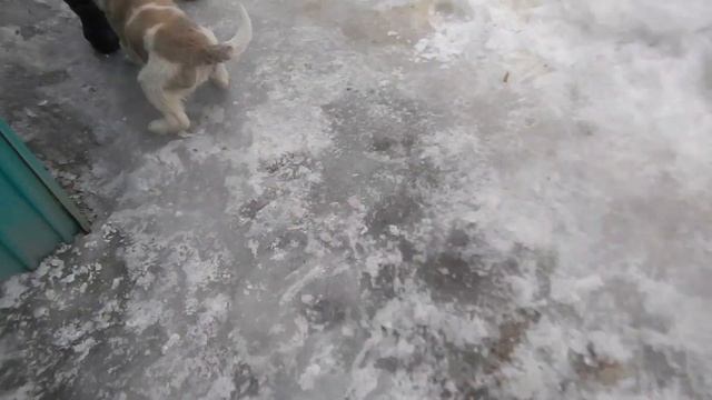 Каким стал щенок в 3 месяца смотреть онлайн