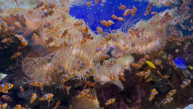 Новогодний зоопарк смотреть онлайн