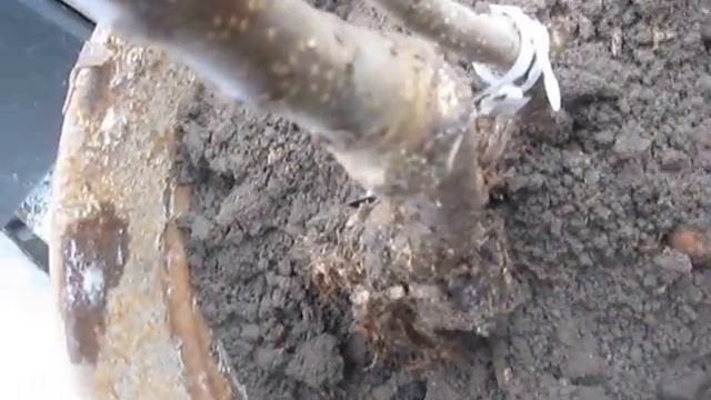 Второй способ сохранения саженцев до весны в погребе смотреть онлайн
