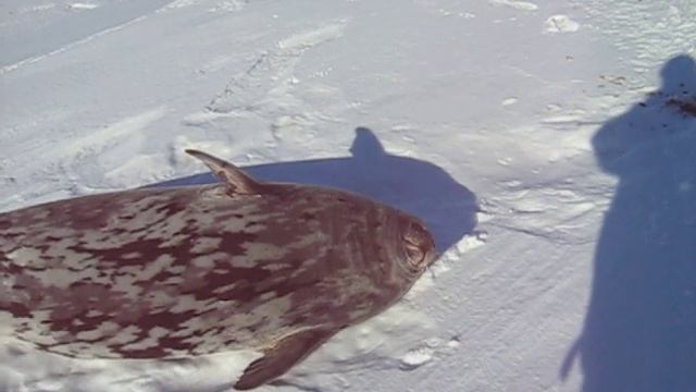 Тюлень Уэдделла поёт смотреть онлайн