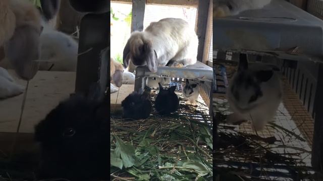 Крольчатам три недели смотреть онлайн