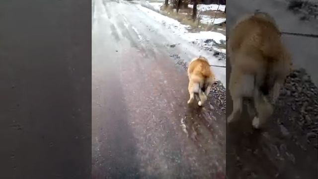 Выгул собаки смотреть онлайн