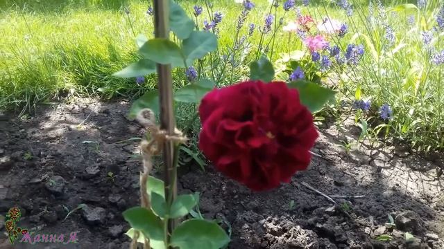 Вильям Шекспир (William Shakespeare)- новиночка моего сада смотреть онлайн