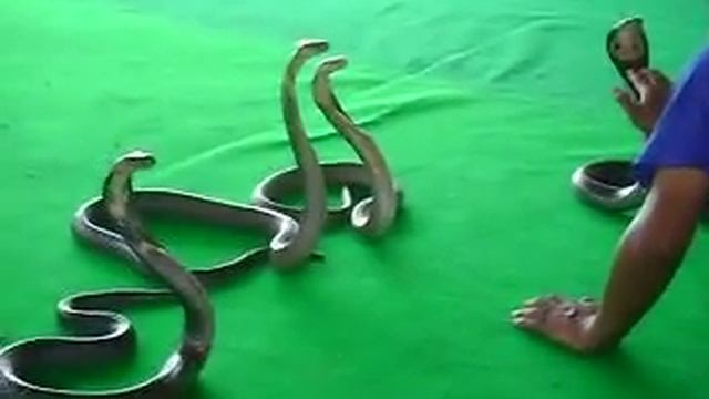 Игра с сиамскими кобрами. смотреть онлайн