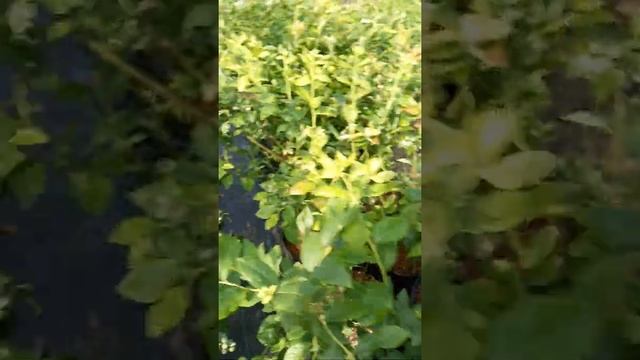 Голубика в контейнерах смотреть онлайн