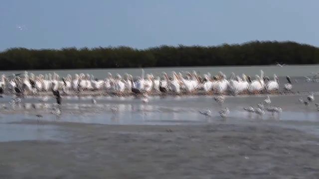 Laguna Madre: impresionante corredor de aves acuáticas смотреть онлайн