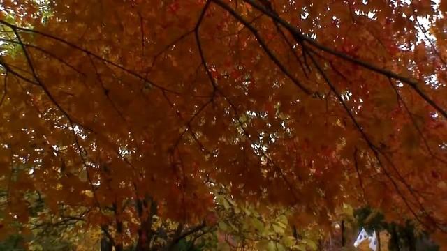 Осень в Южной Корее. смотреть онлайн