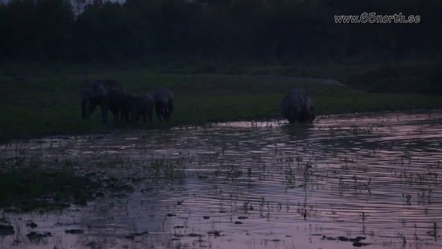 Wildlife of India, Kaziranga National Park, Assam India смотреть онлайн