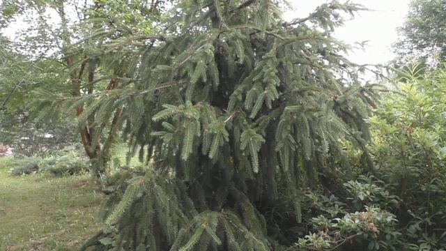 Ель обыкновенная "Виргата" (Picea abies "Virgata") смотреть онлайн