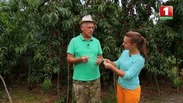 Нектарин Фантазия. Уход и урожайность. Для телепередачи "Дача" смотреть онлайн