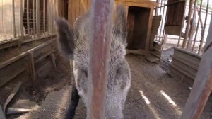 Кабан монстр Фунтик ест сёмгу!!!