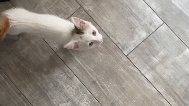 Покупки для себя и детей! Мукбанг от Антона ? Чем кормить кошку? смотреть онлайн