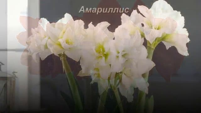 ТОП-10 комнатных растений с полезной энергетикой. смотреть онлайн