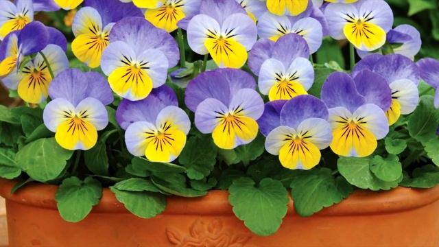 10 БОРДЮРНЫХ Цветов из Семян ? Посадите их вдоль ДОРОЖЕК или на Первый план ЦВЕТНИКА ?? смотреть онлайн