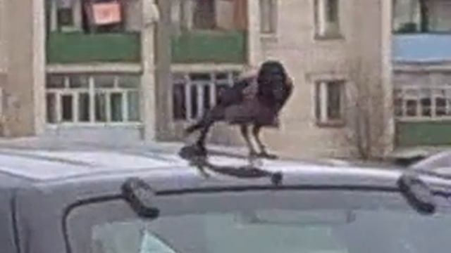 Видео0017.3gp смотреть онлайн