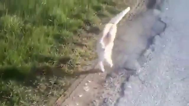 Кот ходит на передних лапах смотреть онлайн