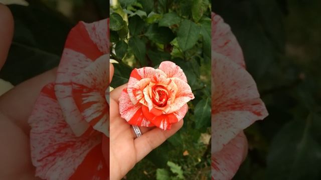 Rose Papageno смотреть онлайн