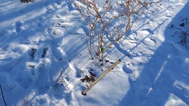 Первая подкормка голубики по СНЕГУ????? смотреть онлайн