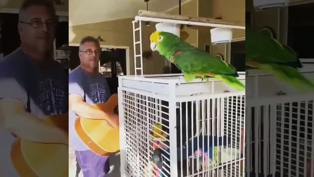 Талантливый попугай подпевает играющему на гитаре хозяину смотреть онлайн
