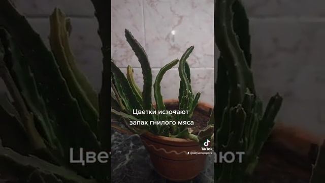 стапелия # немного информации о необычном комнатном растении смотреть онлайн