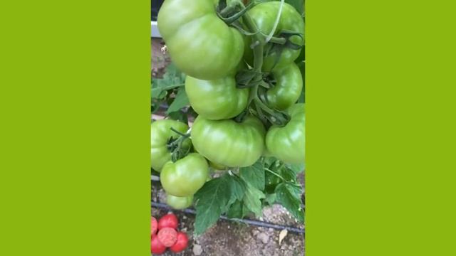 Тивай 12 - вкусный розовый томат от Райк Цваан смотреть онлайн