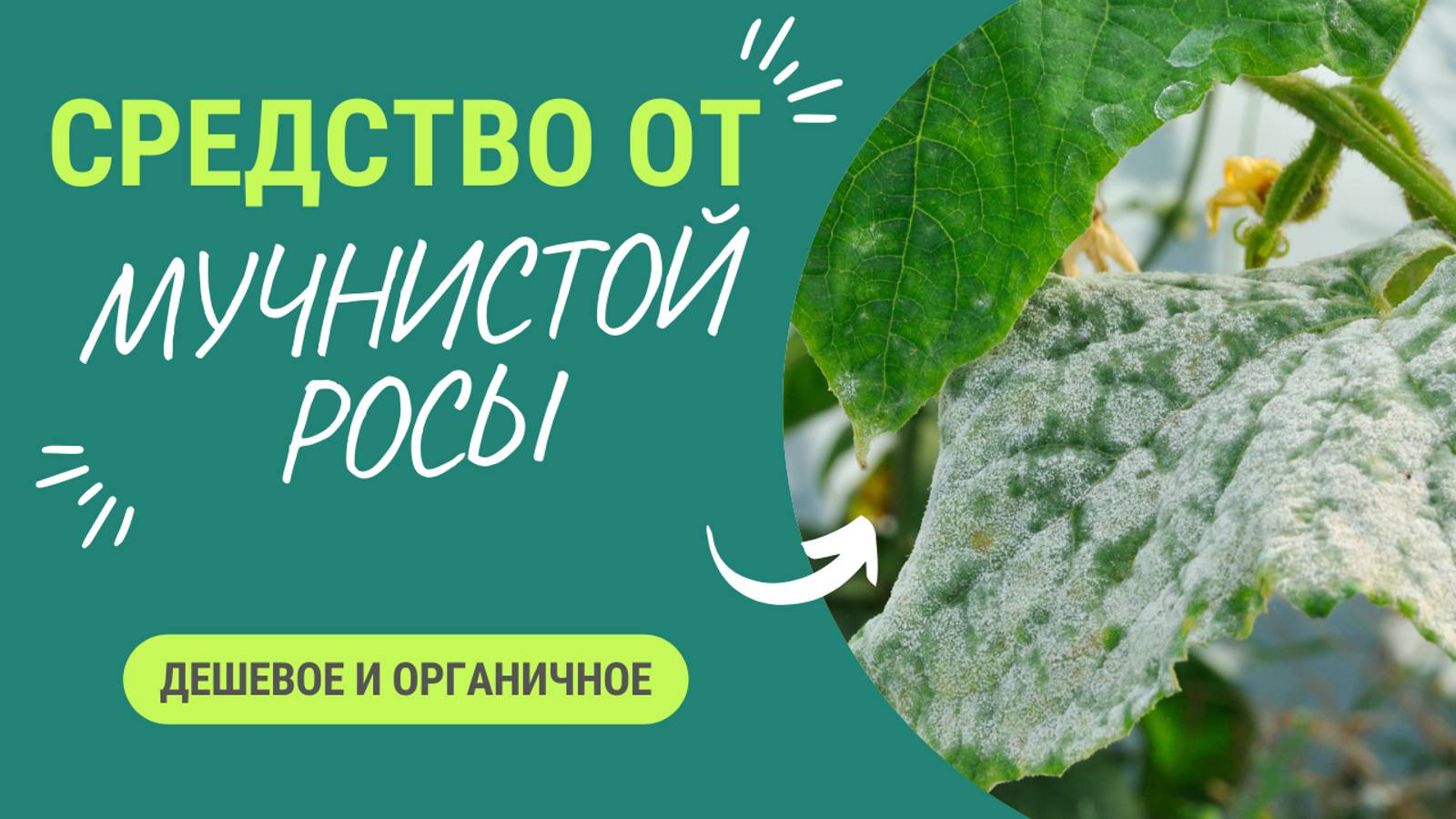 Дешевое и эффективное средство против мучнистой росы смотреть онлайн