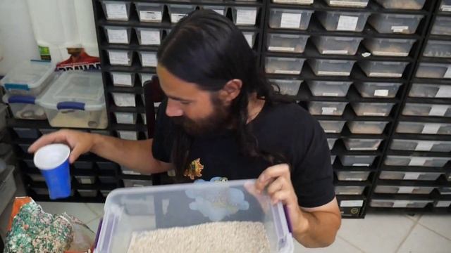 California Kingsnake Snake Eggs. My Snake Collection 2022