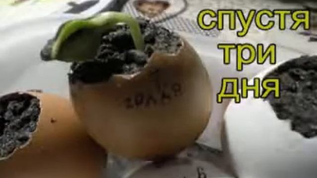 Как вырастить рассаду в яичной скорлупе. смотреть онлайн