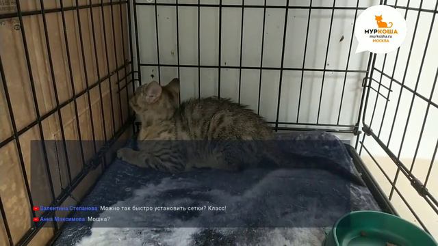 Трансляция - Акуся едет домой! смотреть онлайн