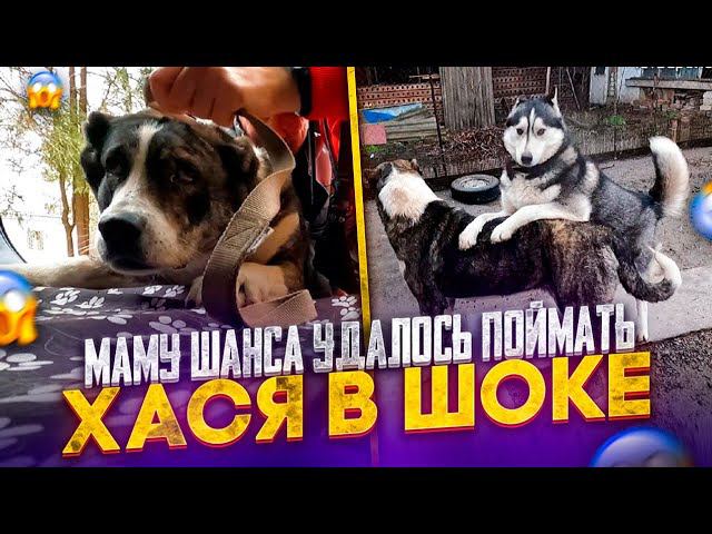 Как удалось поймать маму Шанса даже БЕЗ Увыша. Хася очень рад Белке