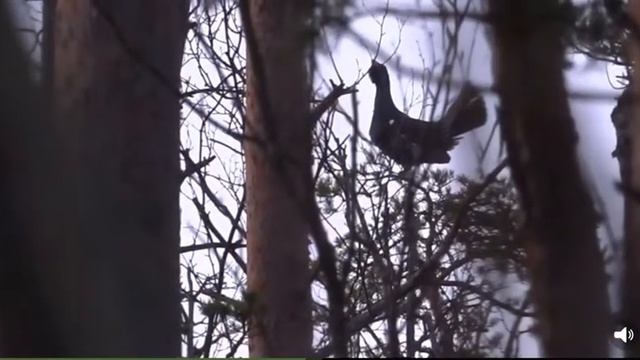 Брачное поведение боровой дичи. Глухарь. смотреть онлайн