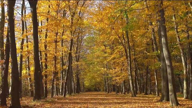 Yспокаивающая музыка для нервов?лечебная музыка для сердца и сосудов?расслабляющая осенняя музыка # смотреть онлайн