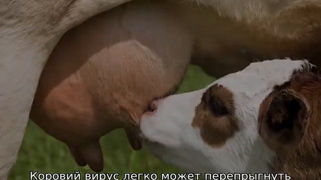 Ремонтный Шик